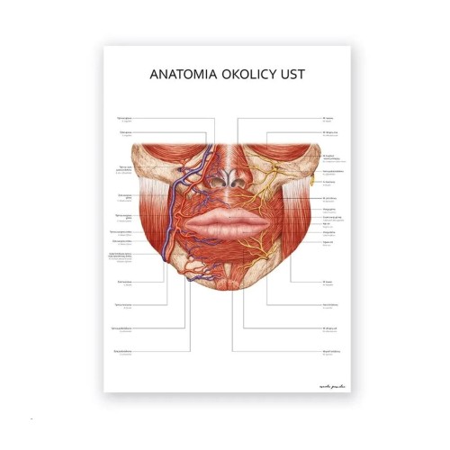 Plakat anatomiczny - Anatomia okolicy ust 1szt.