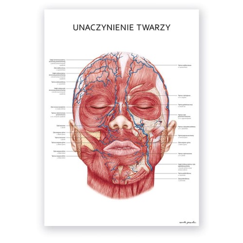 Plakat anatomiczny - Unaczynienie twarzy 1szt.
