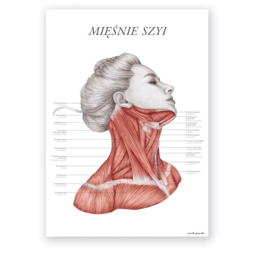 Plakat anatomiczny - Mięśnie szyi 1szt.