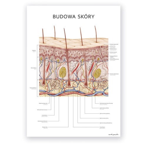 Plakat anatomiczny - Budowa skóry 1szt.