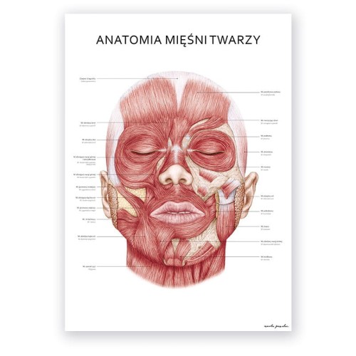 Plakat anatomiczny - Mięśnie twarzy 1szt.