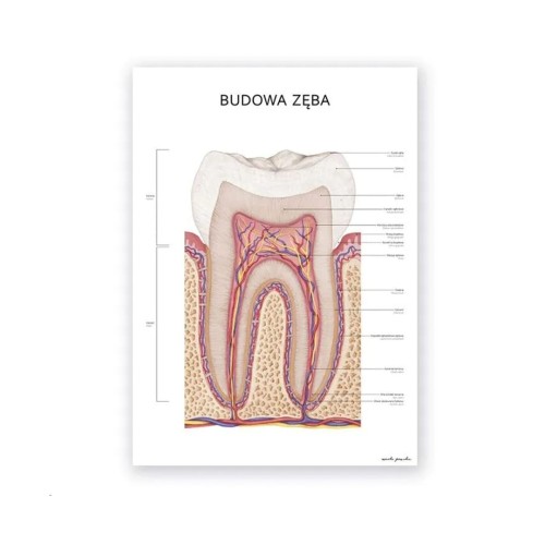 Plakat anatomiczny - Budowa zęba 1szt. 