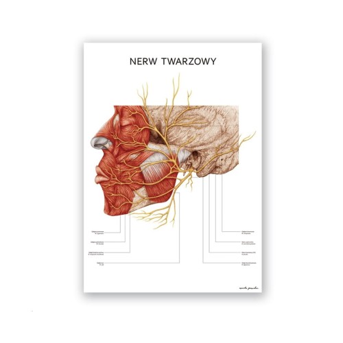 Plakat anatomiczny - Nerw twarzowy 1szt. 