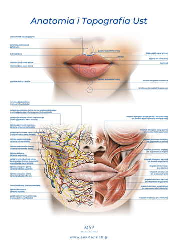Plakat edukacyjny - Anatomia i topografia ust 1szt. 
